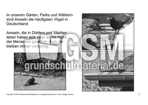 Bilderbuch-Amsel-SW-2.pdf